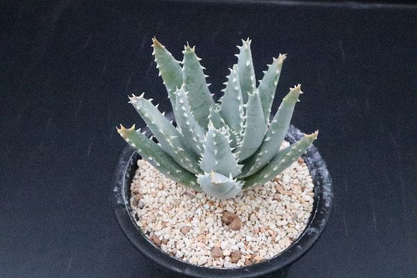 アロエ ピランシー Whirledpies Com