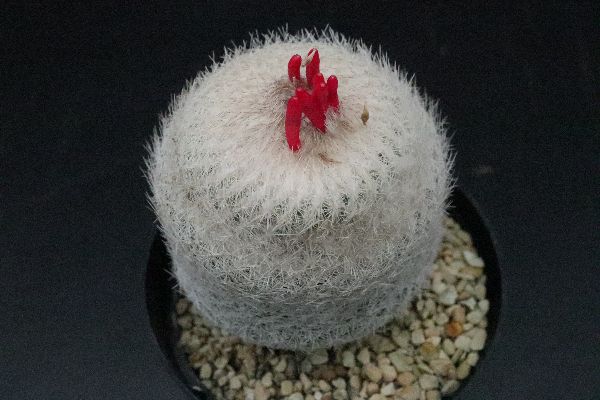 多肉植物 サボテン販売 Pico庵 エピテランサ属 大型月世界 Epithelantha Micromeris 多肉植物 サボテン販売 Pico庵 エピテランサ属 大型月世界 Epithelantha Micromeris