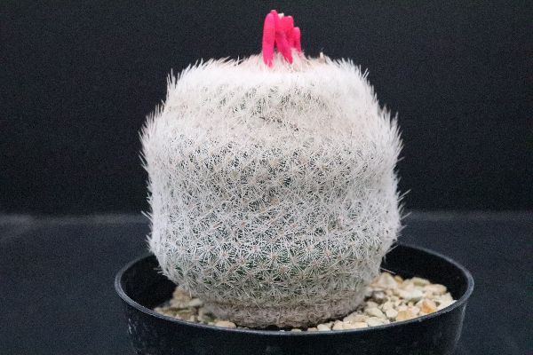 多肉植物 サボテン販売 Pico庵 エピテランサ属 大型月世界 Epithelantha Micromeris