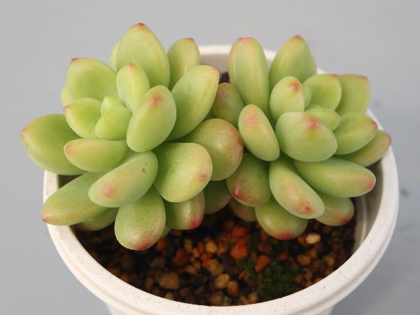 多肉植物・サボテン販売～PICO庵～ / セデベリア属 シャングリラ 