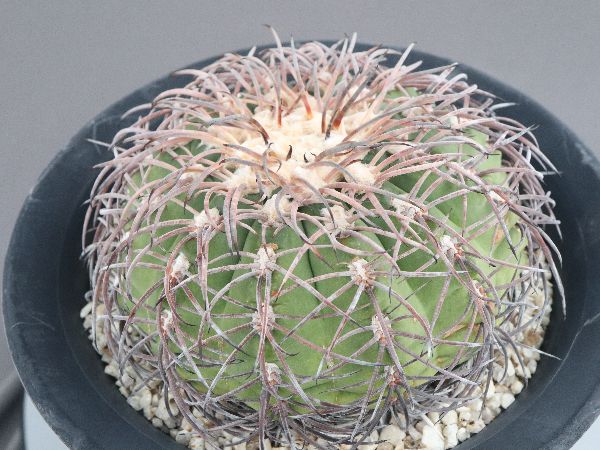 多肉植物・サボテン販売～PICO庵～ / TOPページ