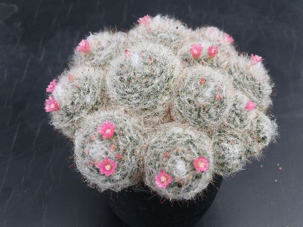 多肉植物 サボテン販売 Pico庵 マミラリア属 赤花高砂丸 Mammillaria Bocasana F Roseiflora