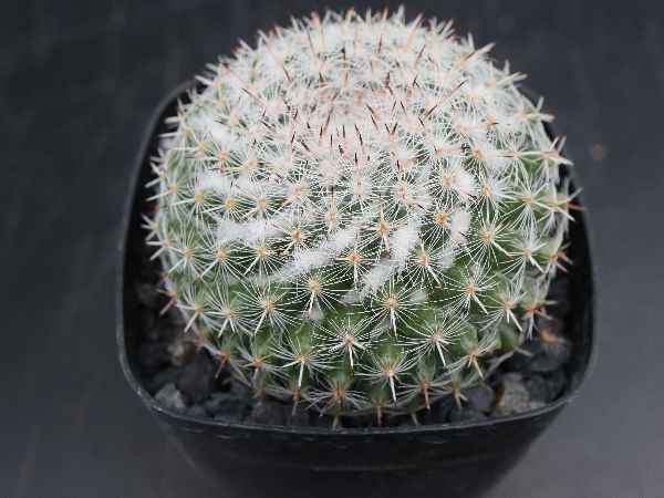 多肉植物 サボテン販売 Pico庵 マミラリア属 恋山彦 Mammillaria Brauneana