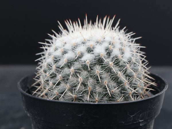 サボテン マミラリア 敷島 群生（カキコ自根）