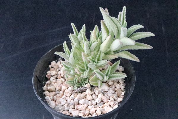 多肉植物 サボテン販売 Pico庵 プレクトランサス属 Sp Plectranthus Sp