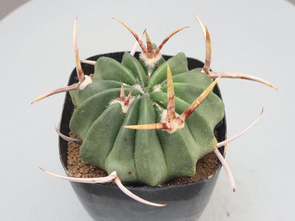 多肉植物・サボテン販売～PICO庵～ / エキノフォスロカクタス属