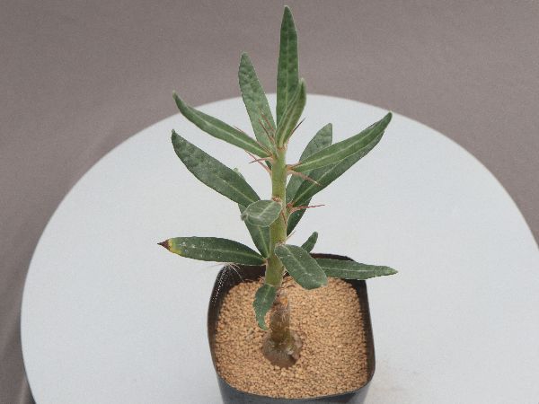 2塊根植物サボテン 多肉植物 「実生」パキポディウム
