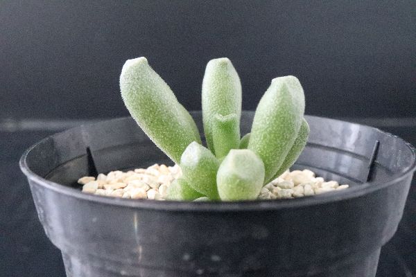 多肉植物 サボテン販売 Pico庵 アドロミスクス属 ショーンランディ Adromischus Schoenlandii