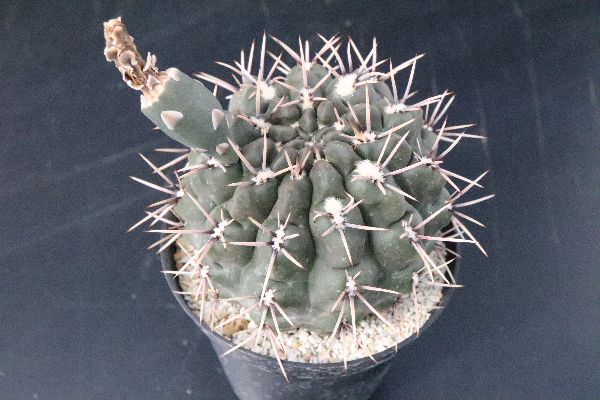 人気no 1 多肉植物 サボテン ギムノカリキウ T Lux ピンク斑 サイズ約2 8cm リング Floridaairtours Com