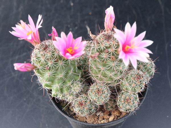 多肉植物 サボテン販売 Pico庵 マミラリア属 極楽丸 Mammillaria Patonii