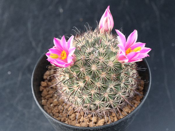 多肉植物 サボテン販売 Pico庵 マミラリア属 風月丸 Mammillaria Shurliana