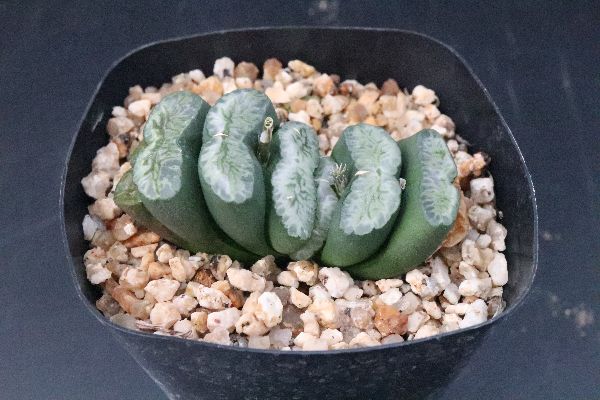 多肉植物 サボテン販売 Pico庵 ハオルチア属 玉扇 緑の鳳凰 Haworthia Truncata Midorinohouou 多肉植物 サボテン販売 Pico庵 ハオルチア属 玉扇 緑の鳳凰 Haworthia Truncata Midorinohouou