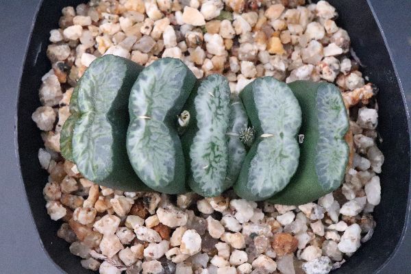 多肉植物 サボテン販売 Pico庵 ハオルチア属 玉扇 緑の鳳凰 Haworthia Truncata Midorinohouou 多肉植物 サボテン販売 Pico庵 ハオルチア属 玉扇 緑の鳳凰 Haworthia Truncata Midorinohouou