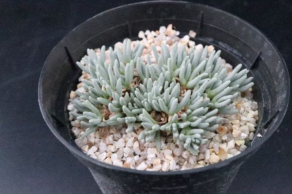 多肉植物 サボテン販売 Pico庵 デロスペルマ属 スパルマントイデス Delosperma Sphalmantoides