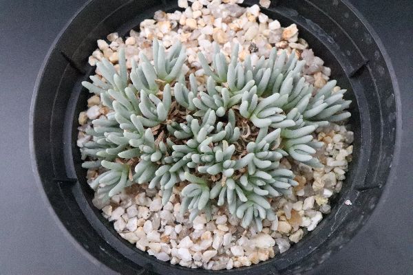多肉植物 サボテン販売 Pico庵 デロスペルマ属 スパルマントイデス Delosperma Sphalmantoides