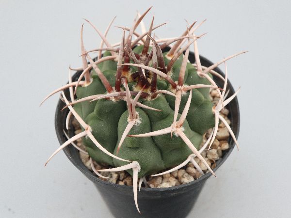多肉植物・サボテン販売～PICO庵～ / ギムノカリキウム属