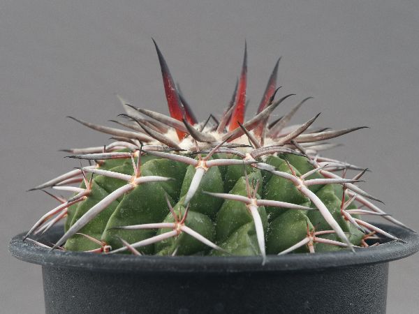 Discocactus gigantea　美株
ディスコカクタス　ギガンティア錦 Discocactus gigantea 美株ディスコカクタス ギガンティア錦