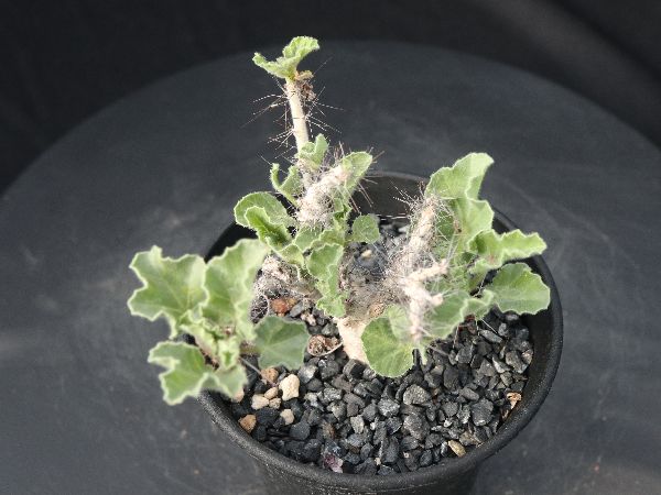 σ ヤトロファ パラドクサ 2.5号 (極珍品!) Jatropha paradoxa