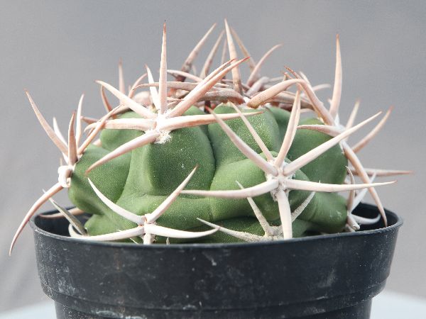 多肉植物｜ギムノカリキウム｜フェロシオール実生 ギムノカリキウム フェロシオール 実生「Gymnocalycium