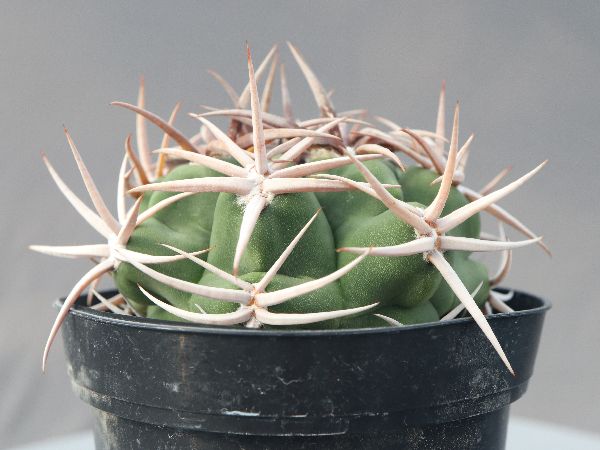 多肉植物・サボテン販売～PICO庵～ / ギムノカリキウム属 フェロ