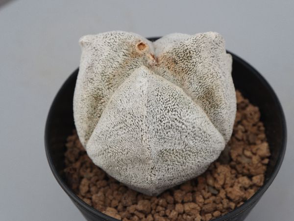 多肉植物・サボテン販売～PICO庵～ / アストロフィツム属