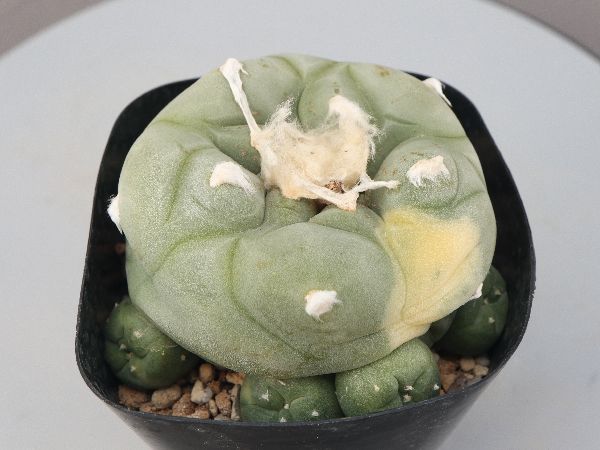 サボテン　ロホホラ　2株 楽天市場】ロフォフォラ(ロホホラ) 烏羽玉 2.5号【サボテン