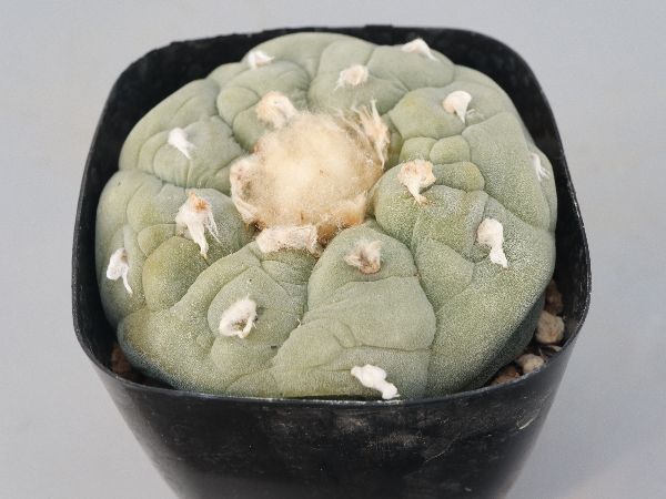 多肉植物・サボテン販売～PICO庵～ / ロホホラ属