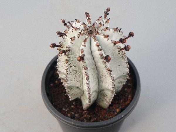 多肉植物・サボテン販売～PICO庵～ / ユーフォルビア属
