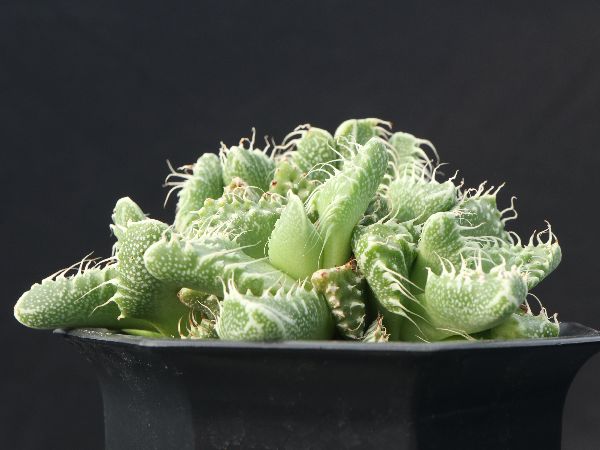 サボテン相談室苗 コロラータアウンティカ 札付き 野太く 