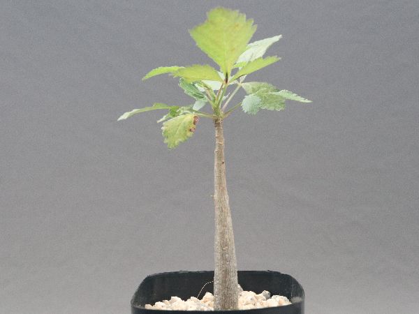 ブルセラ ヒンドシアナ Bursera hindsiana 2021/8/3播種