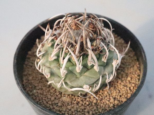 多肉植物・サボテン販売～PICO庵～ / ツルビニカルプス属