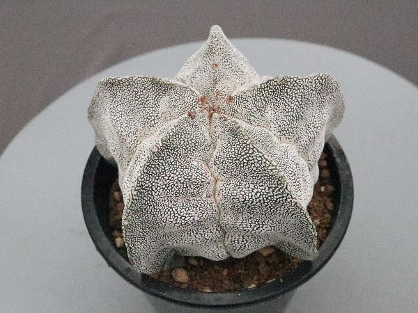 サボテン kota7ka サボテン kota7ka Saboten サボテン 楽切剪定鋏 男性用 NO．1370 園芸