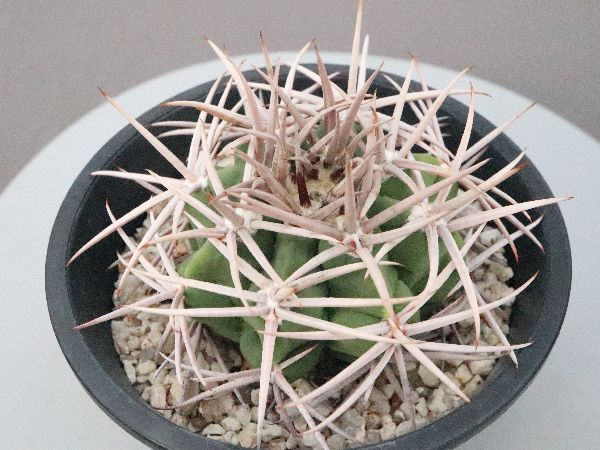 た*し様 ギムノカリキウムフェロシオール　サボテン　コピアポア　国王丸 た*し様 ギムノカリキウムフェロシオール サボテン コピアポア