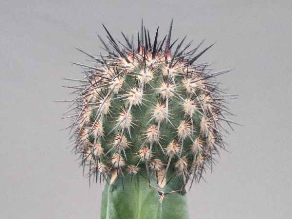 激レア サボテン イスラヤ 3種類 7株セット 激レア サボテン イスラヤ