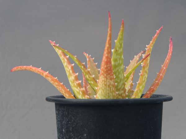 多肉植物・サボテン販売～PICO庵～ / アロエ属 ドロテアエ（Aloe