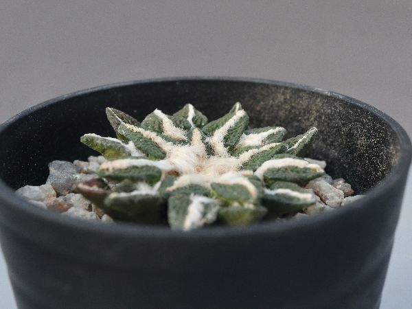 大疣黒牡丹-実生 サボテン：アリオカルプス 大疣黒牡丹 実生*幅4cm 現品 一品