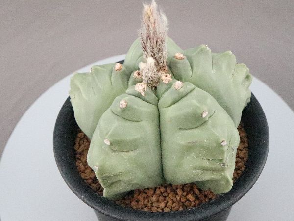 grafted　adam　silverman　叢　限定品　サボテン　多肉植物　鉢 Grafted: Plants by Kohei Oda ＆ Pots by Adam Silverman