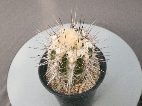 多肉植物・サボテン販売～PICO庵～ / コピアポア属 ブリトゲシイ