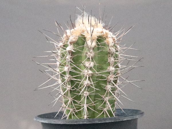 し*ん様 Copiapoa sp. コピアポア不明種　実生　35株セット し*ん様 Copiapoa sp. コピアポア不明種 実生 35株セット し*ん様