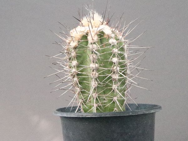 し*ん様 Copiapoa sp. コピアポア不明種　実生　35株セット Copiapoa sp. コピアポア不明種 実生 35株セット - メルカリ