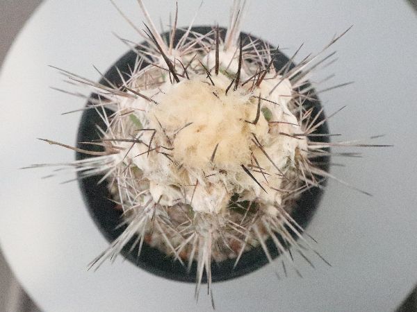し*ん様 Copiapoa sp. コピアポア不明種 実生 35株セット し*ん様