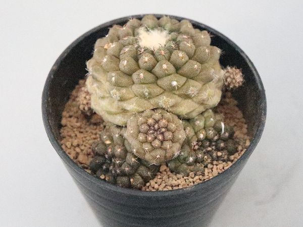 多肉植物・サボテン販売～PICO庵～ / コピアポア属