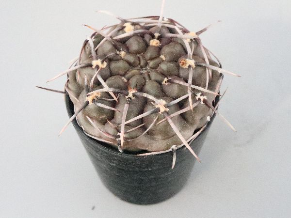 多肉植物・サボテン販売～PICO庵～ / ギムノカリキウム属