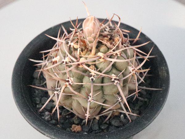 多肉植物・サボテン販売～PICO庵～ / ギムノカリキウム属