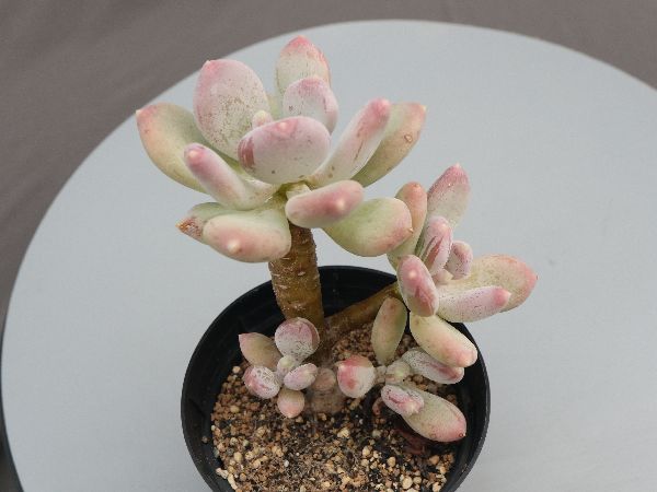 105株 G39-7 多肉植物 NIKO エケベリア ラノリンボール サボテン