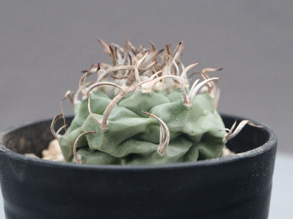 多肉植物・サボテン販売～PICO庵～ / ツルビニカルプス属 昇雲竜