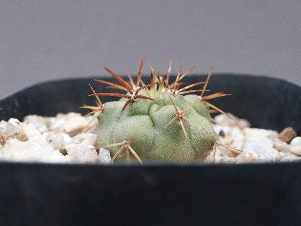 若者に人気のブランド COPIAPOA MONSTER 限定flower.ver（COPIAPOA MONSTER そぐわなく その他