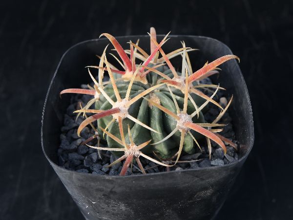Ferocactus Sp フェロカクタス 原産地メキシコ 大サイズ 希少古株 サボテン 多肉植物 4 50年もの Www Theivyspa Com Ferocactus Sp フェロカクタス 原産地メキシコ 大サイズ 希少古株 サボテン 多肉植物 4 50年もの Www Theivyspa Com