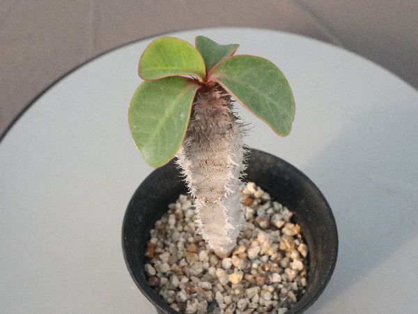 多肉植物・サボテン販売～PICO庵～ / ユーフォルビア属