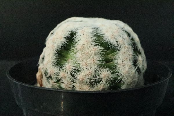 多肉植物 サボテン販売 Pico庵 マミラリア属 白鳥モンスト Mammillaria Herrerae F Monst
